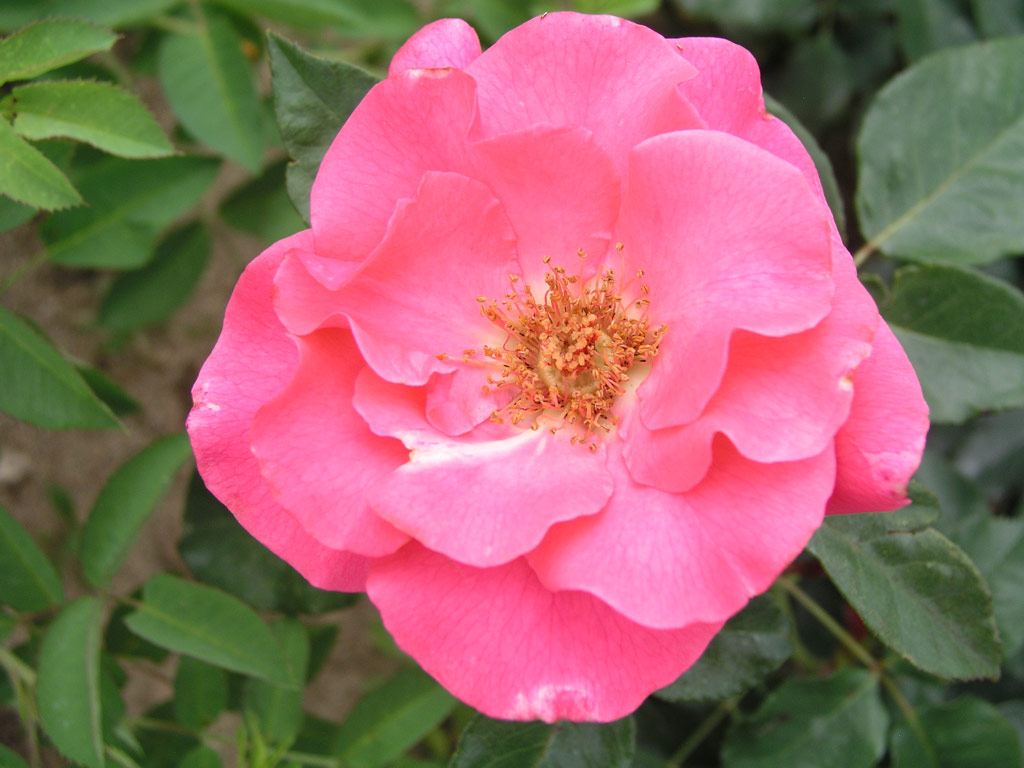 růže Romanze (Tantau)