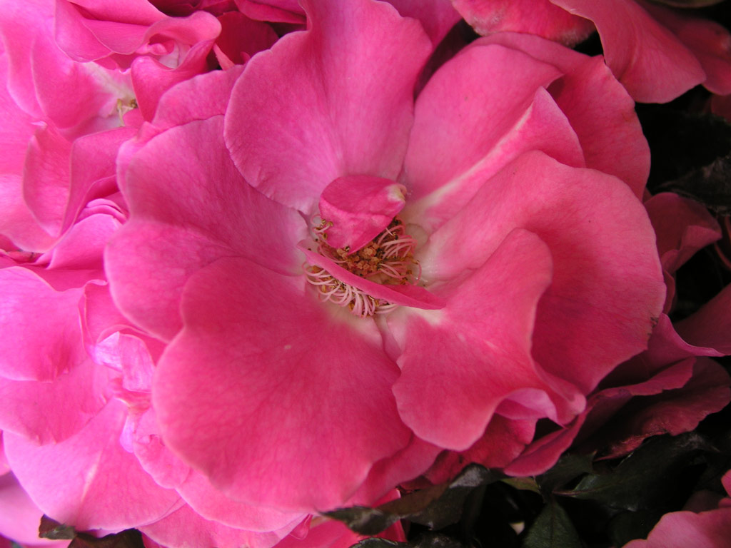 růže Romanze (Tantau)