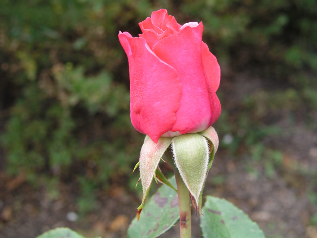 růže Romanze (Tantau)