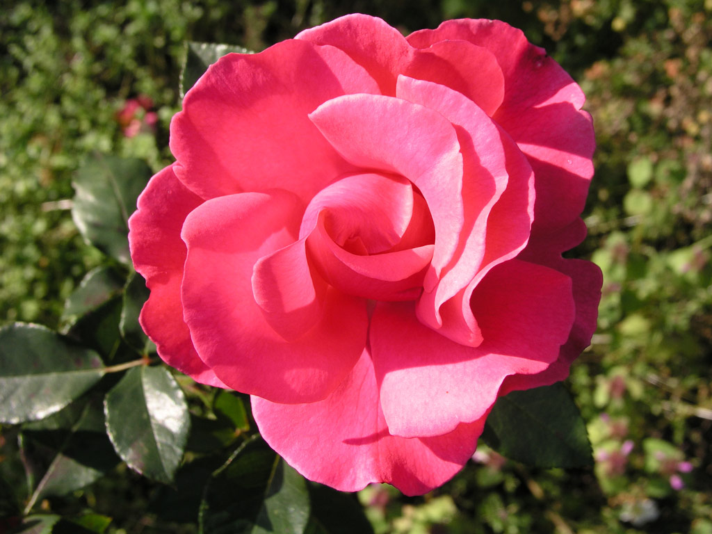 růže Romanze (Tantau)