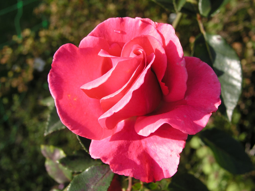 růže Romanze (Tantau)