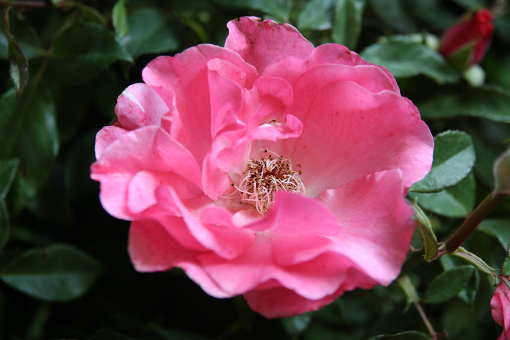 růže Romanze (Tantau)