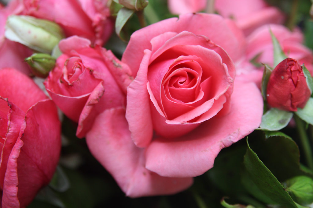 růže Romanze (Tantau)