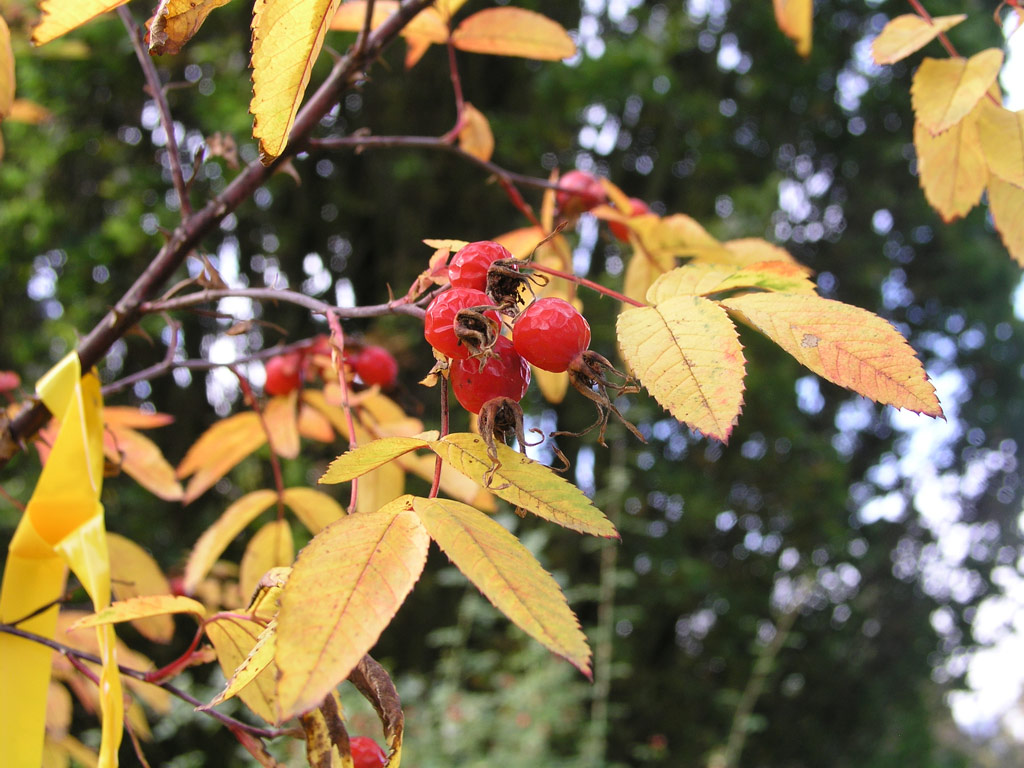 růže Rosa acicularis