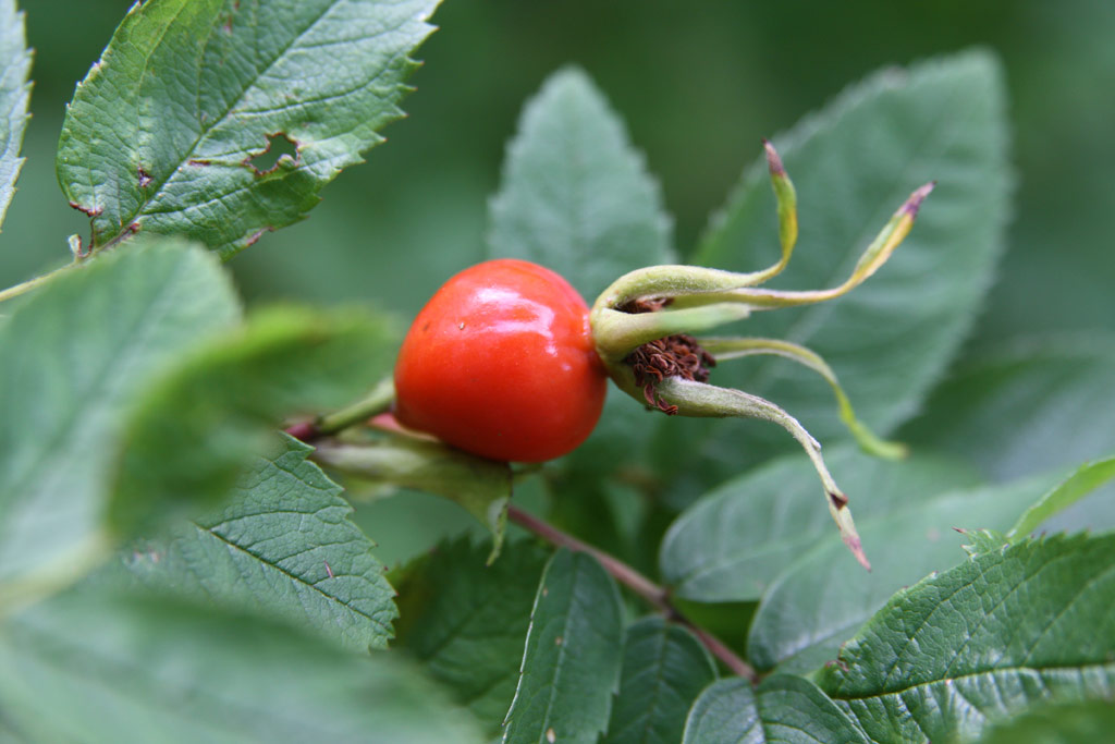 růže Rosa acicularis
