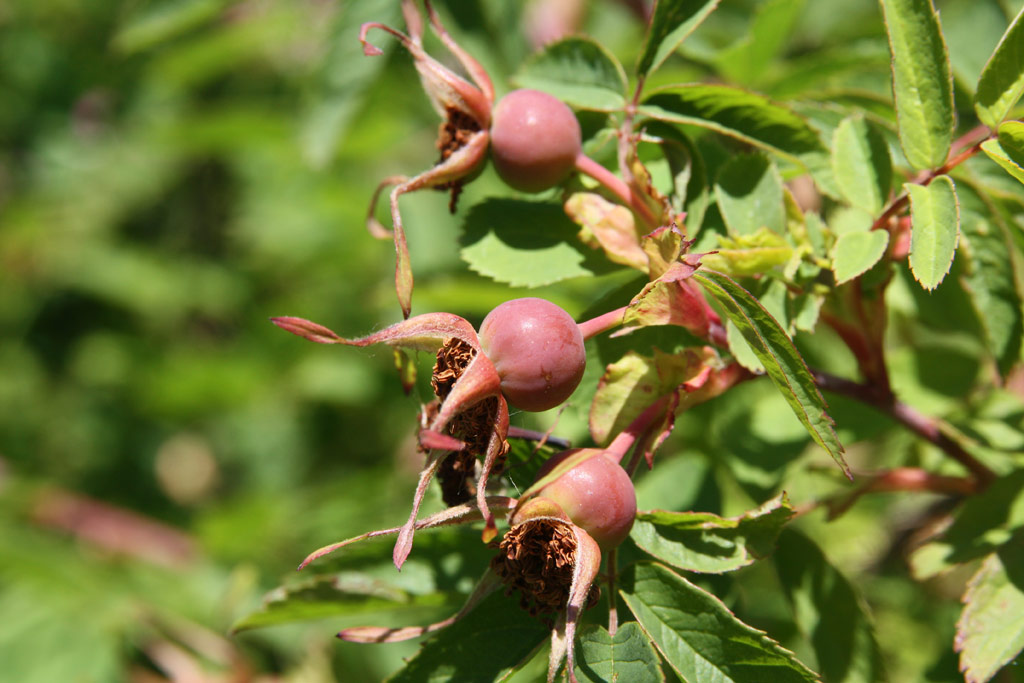růže Rosa acicularis