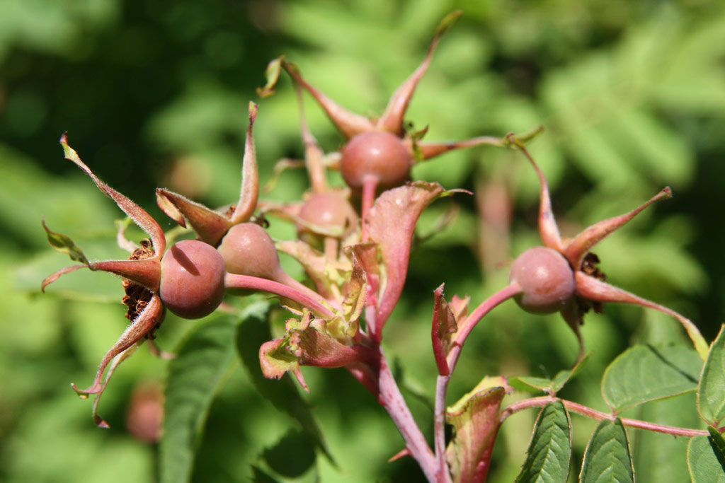 růže Rosa acicularis