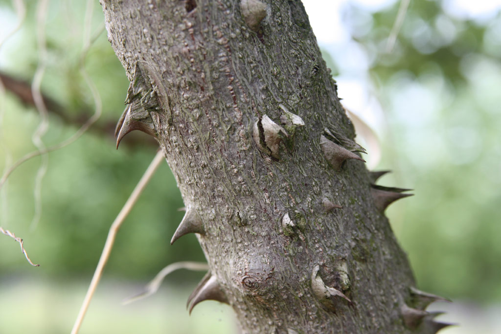 růže Rosa agrestis