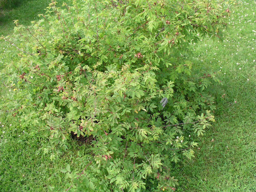 růže Rosa amblyotis