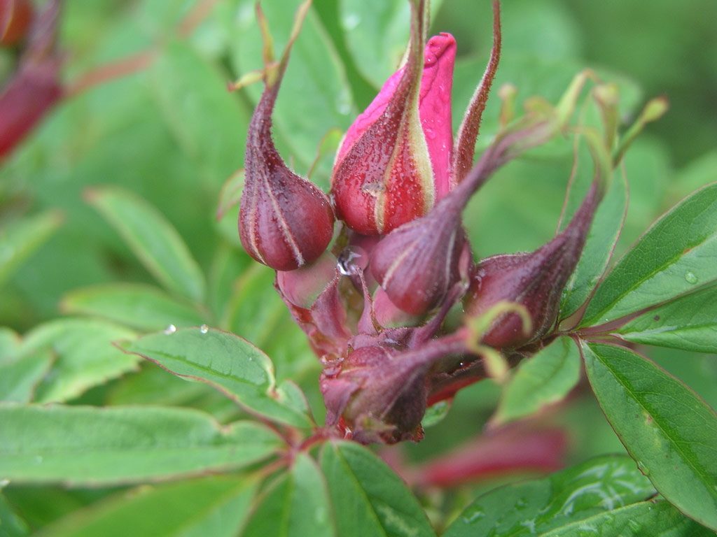 růže Rosa amblyotis
