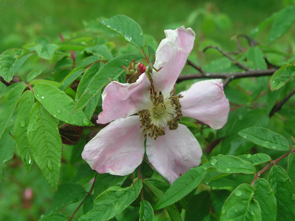 růže Rosa amblyotis