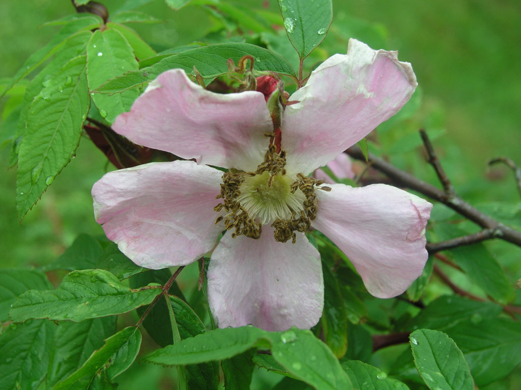 růže Rosa amblyotis