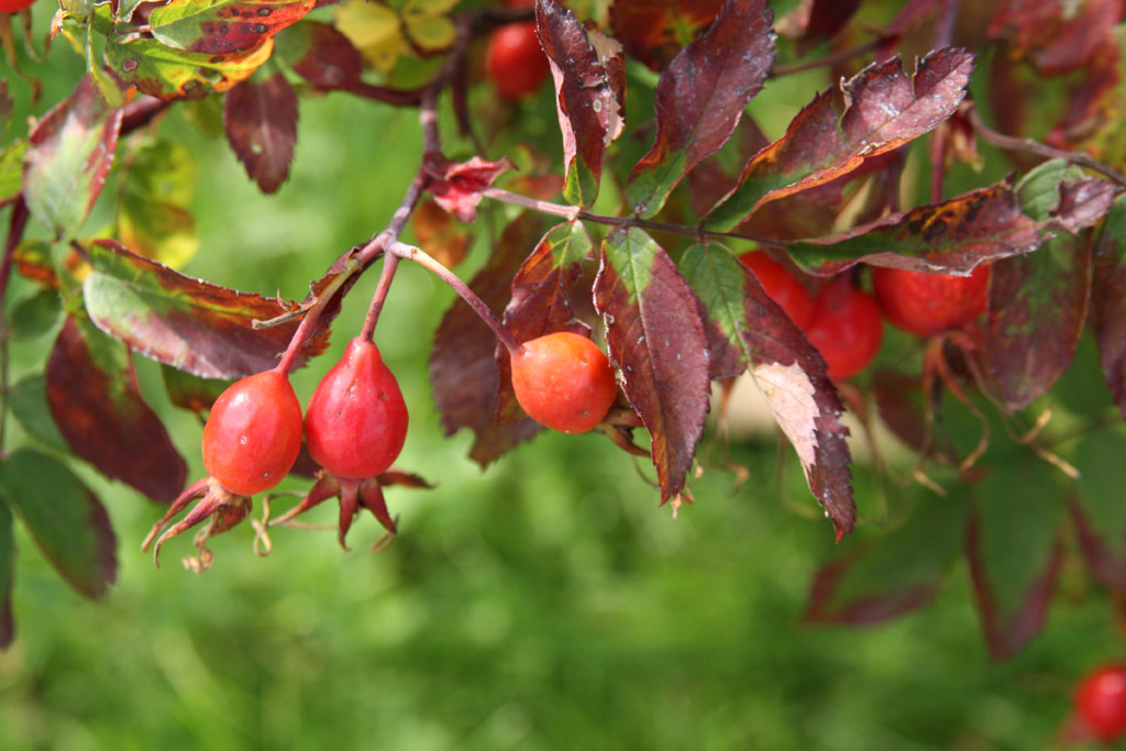 růže Rosa amblyotis