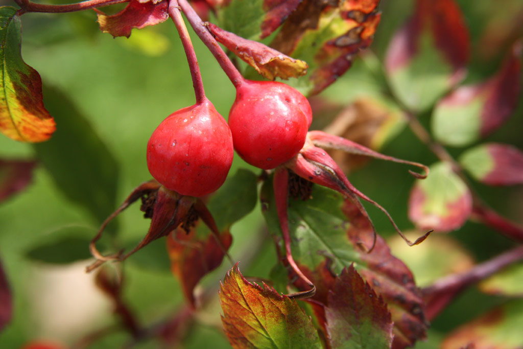 růže Rosa amblyotis