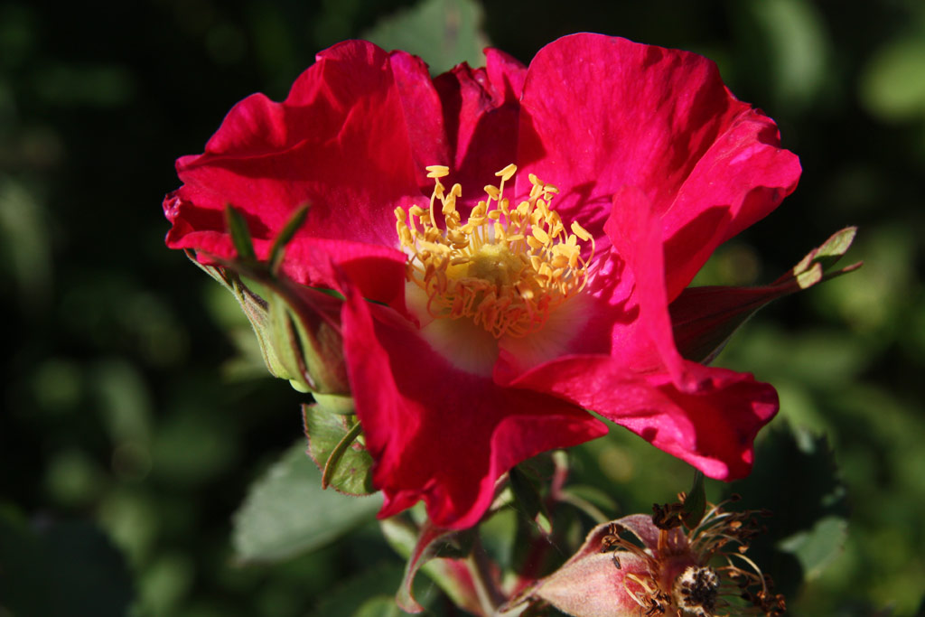 růže Rosa arkansana