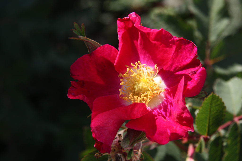 růže Rosa arkansana