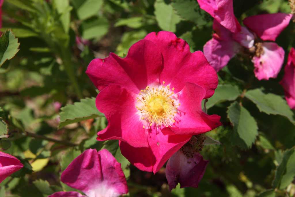 růže Rosa arkansana