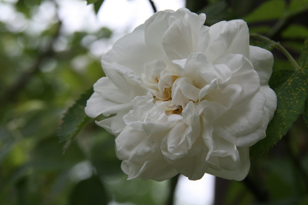růže Rosa arvensis splendens