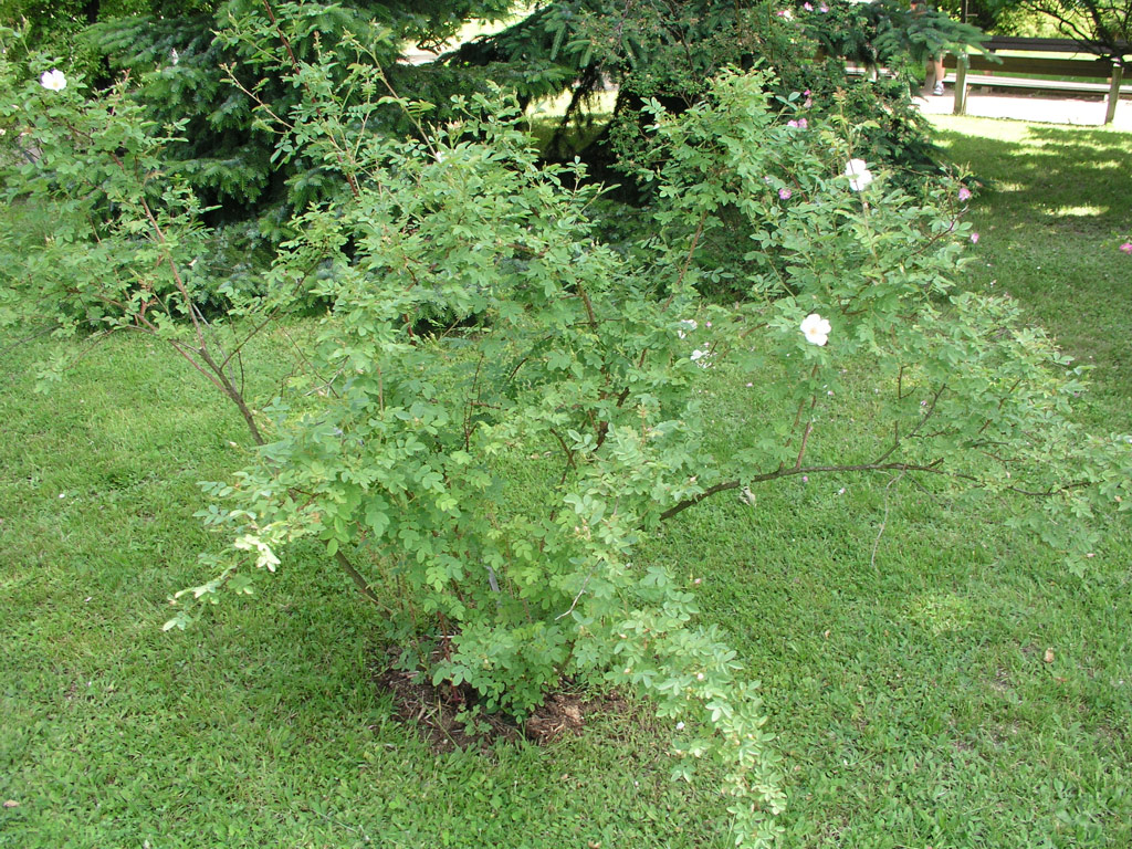 růže Rosa beggeriana