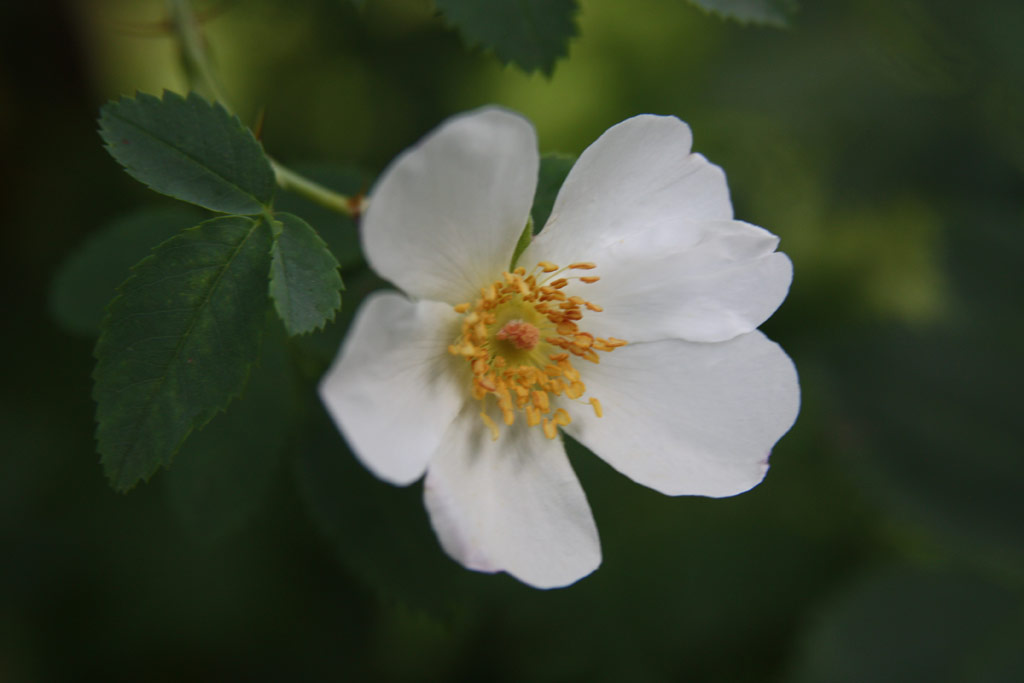 růže Rosa beggeriana