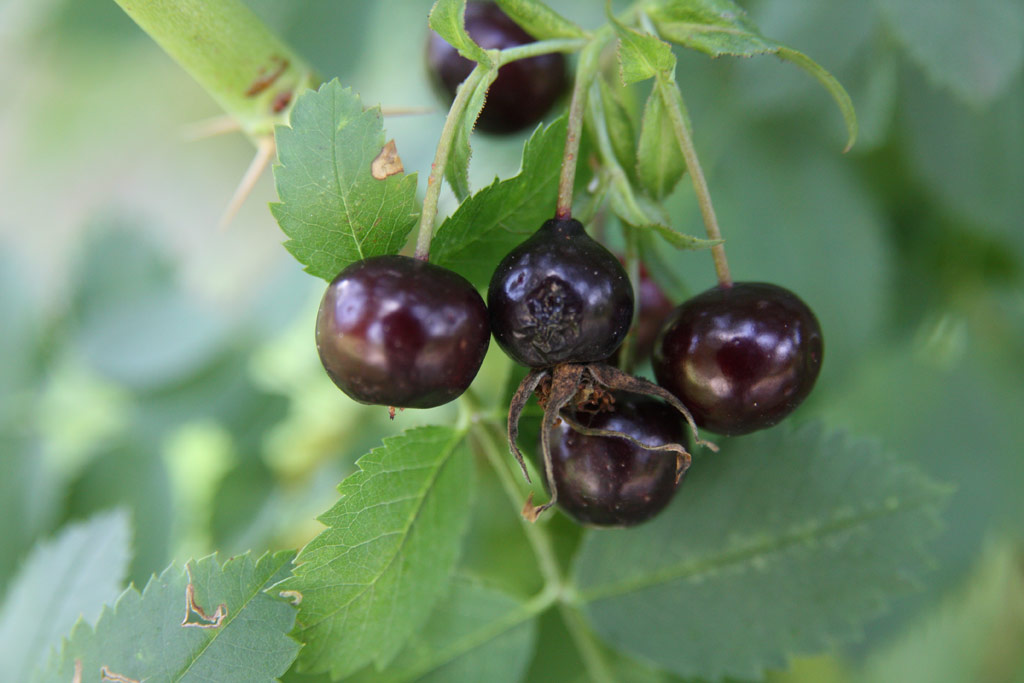 růže Rosa beggeriana