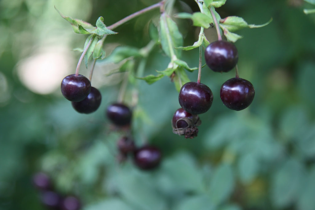 růže Rosa beggeriana