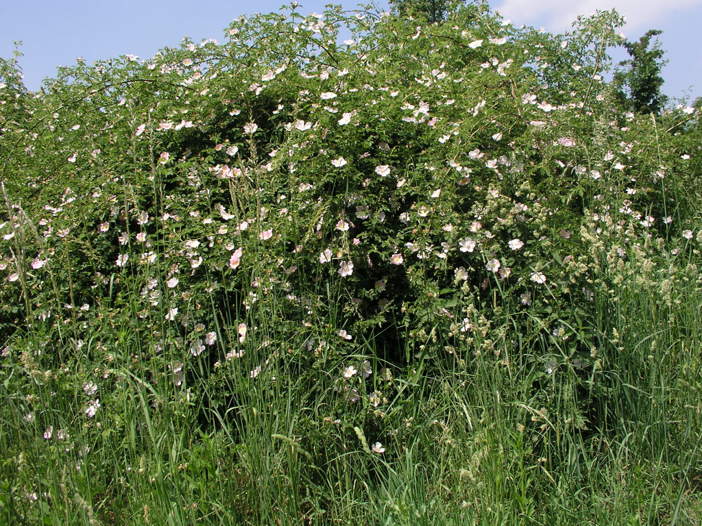 růže Rosa canina