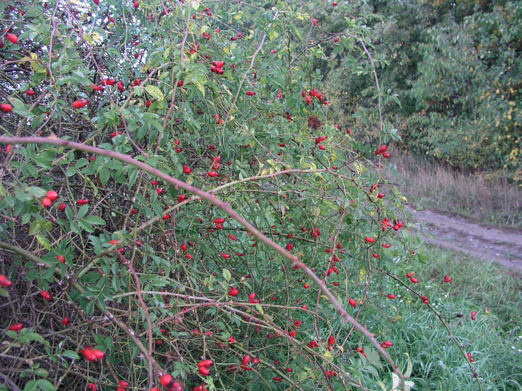 růže Rosa canina
