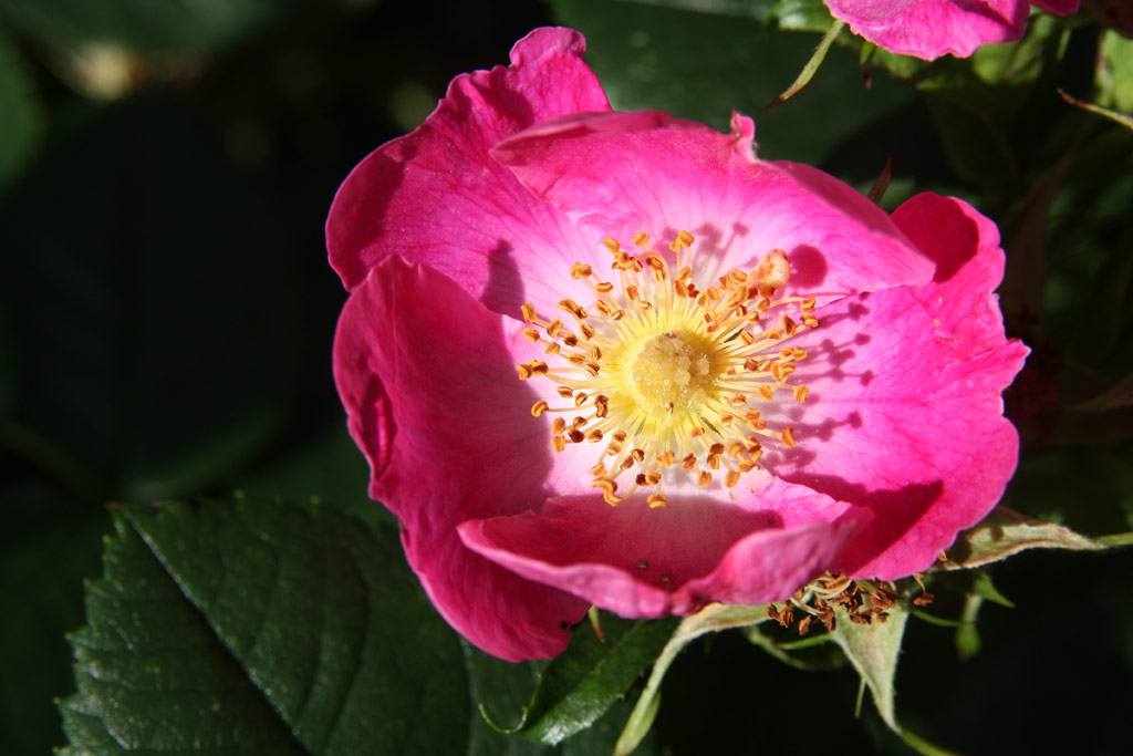 růže Rosa canina Kiese