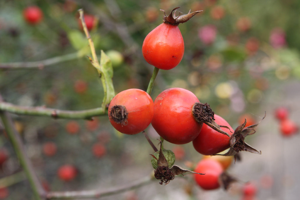 růže Rosa canina Kiese