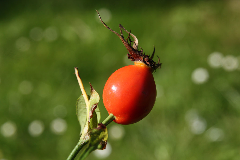 růže Rosa canina Kiese