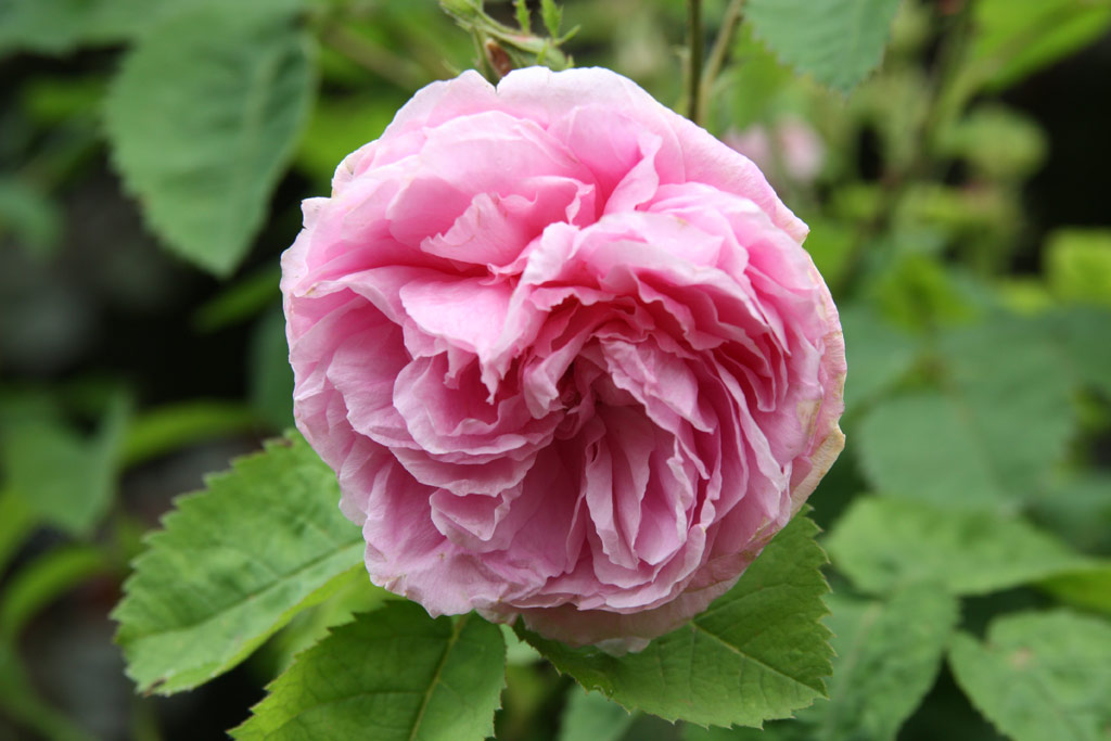 růže Rosa centifolia