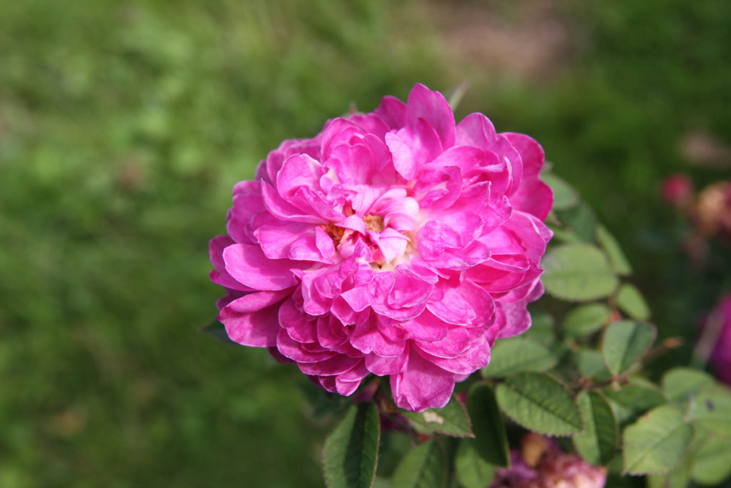 růže Rosa centifolia minor