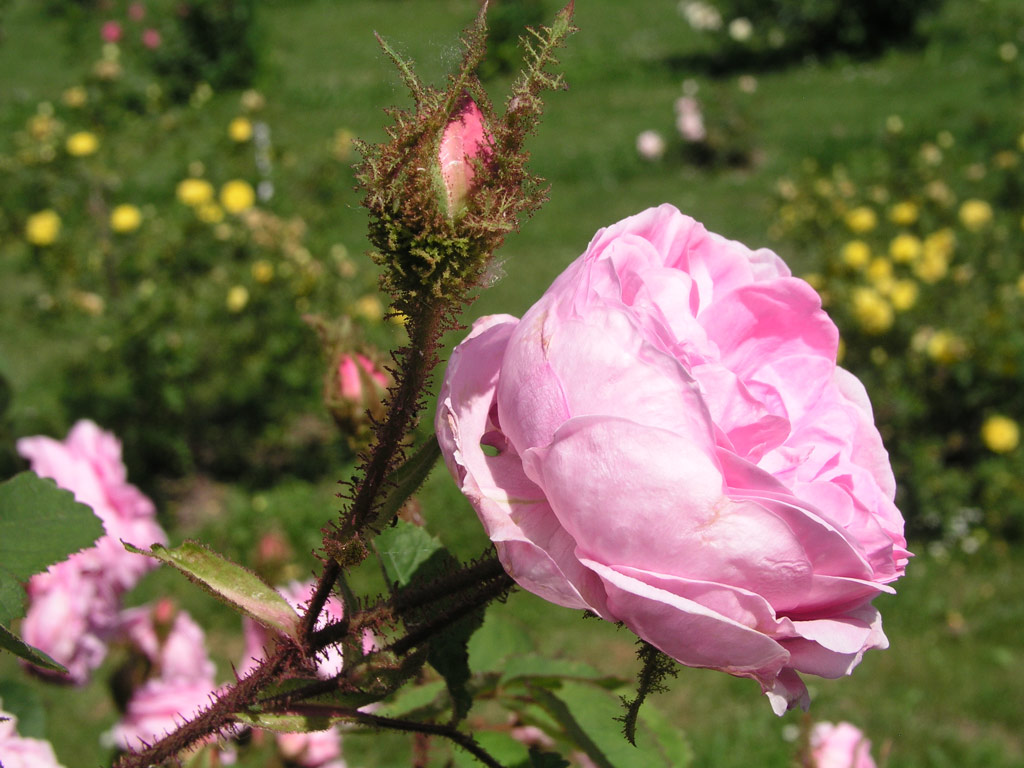růže Rosa centifolia muscosa
