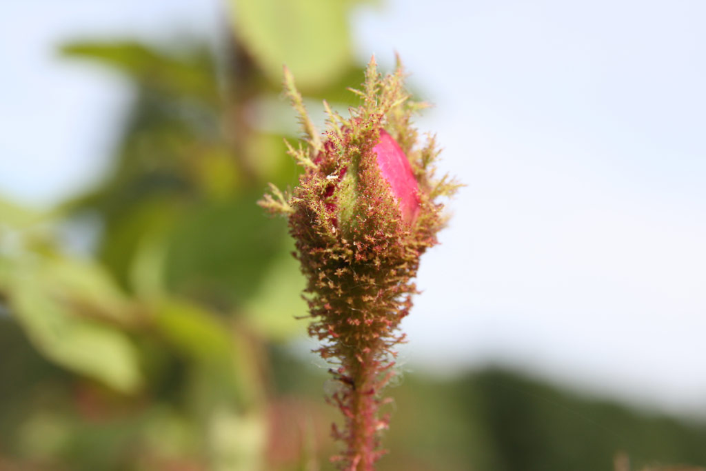 růže Rosa centifolia muscosa