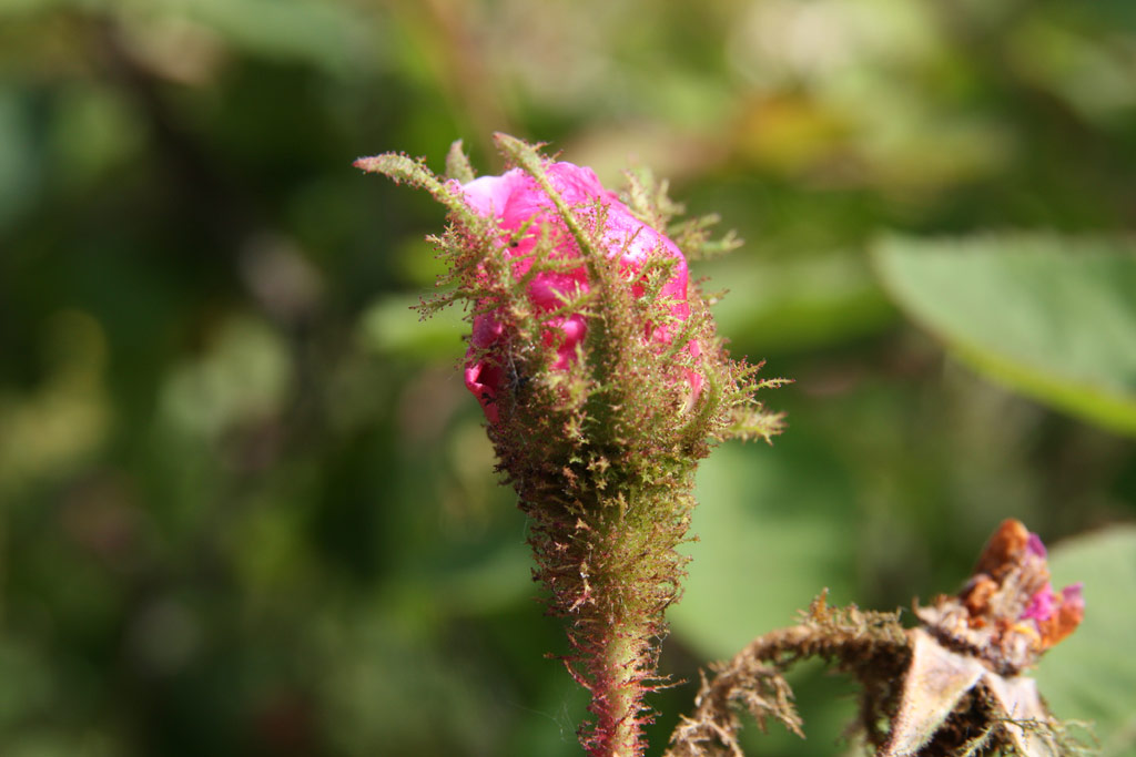 růže Rosa centifolia muscosa