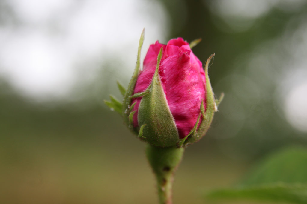 růže Rosa centifolia muscosa