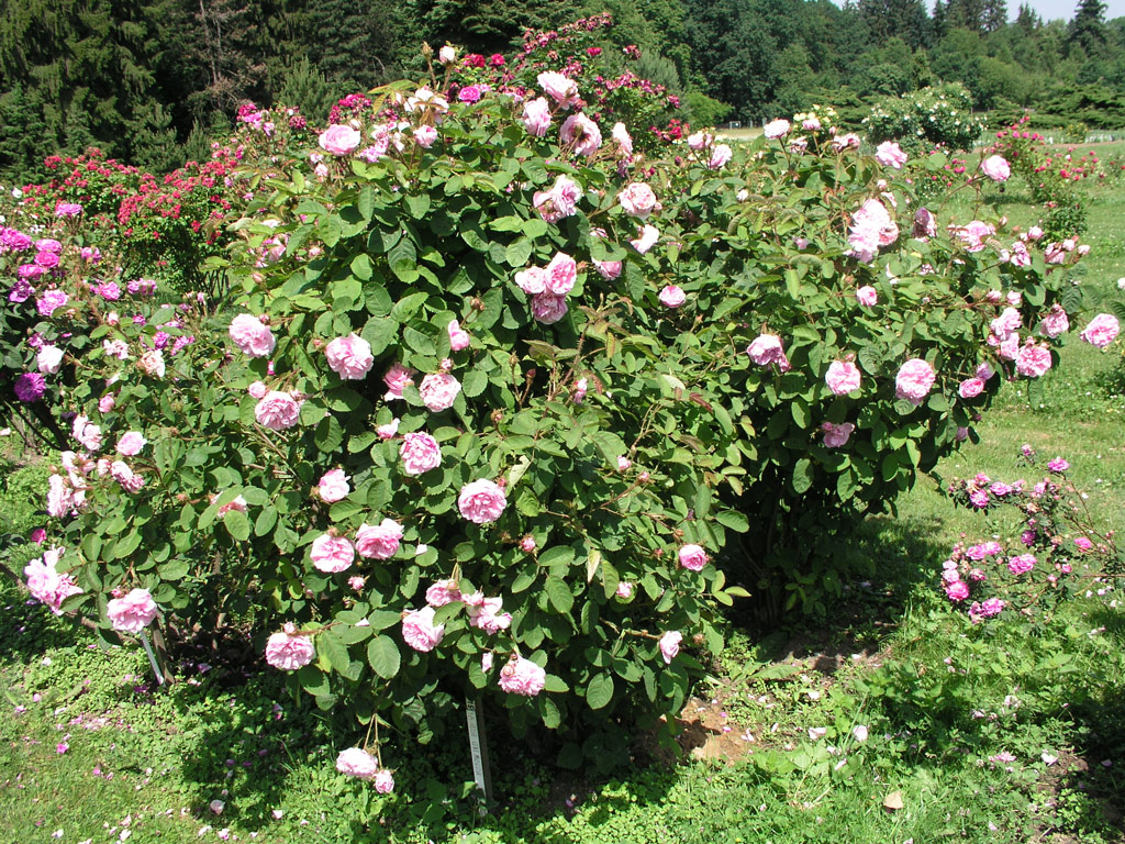 růže Rosa centifolia muscosa