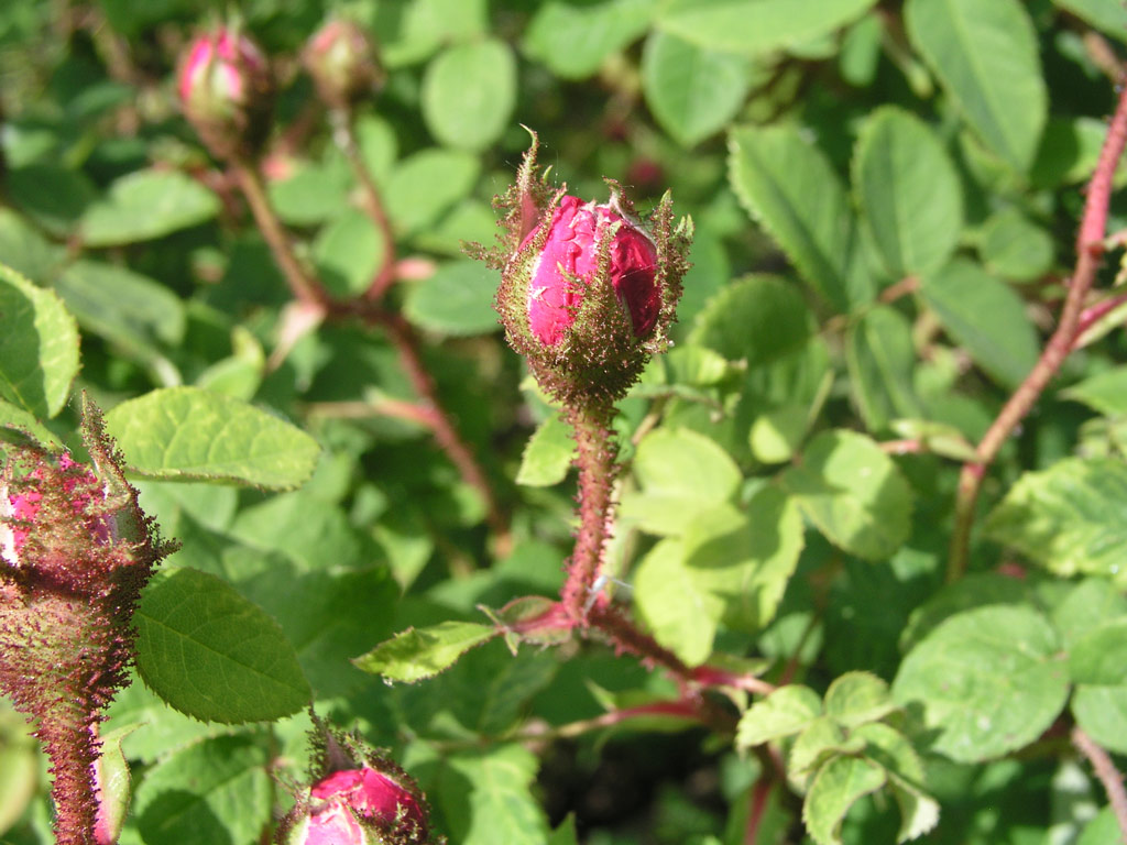růže Rosa centifolia muscosa