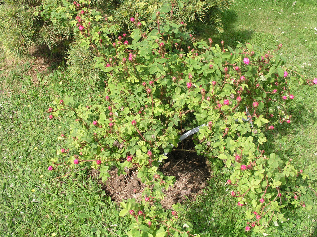 růže Rosa centifolia muscosa