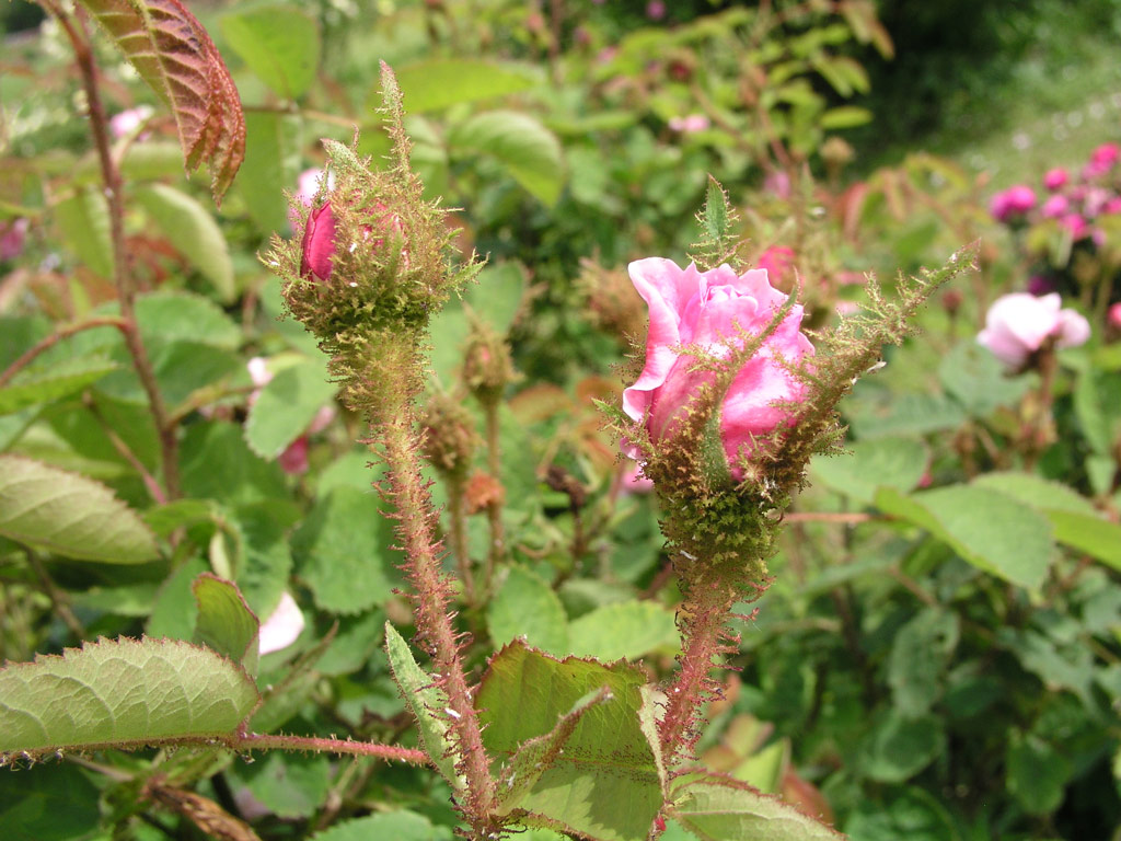 růže Rosa centifolia muscosa
