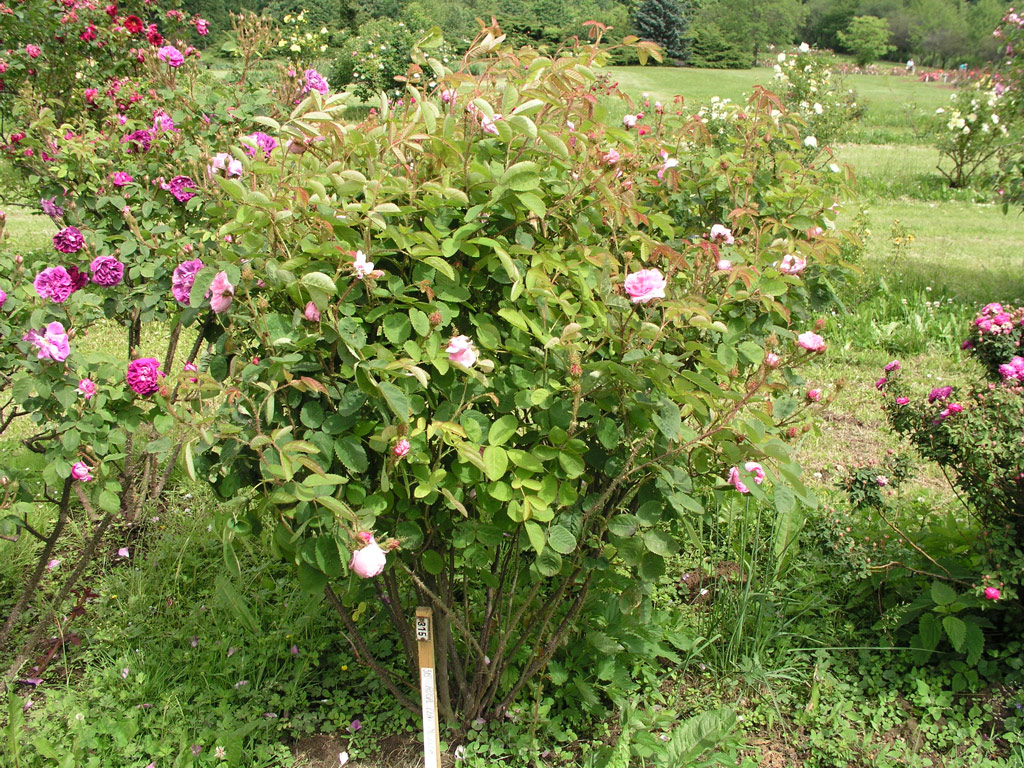 růže Rosa centifolia muscosa