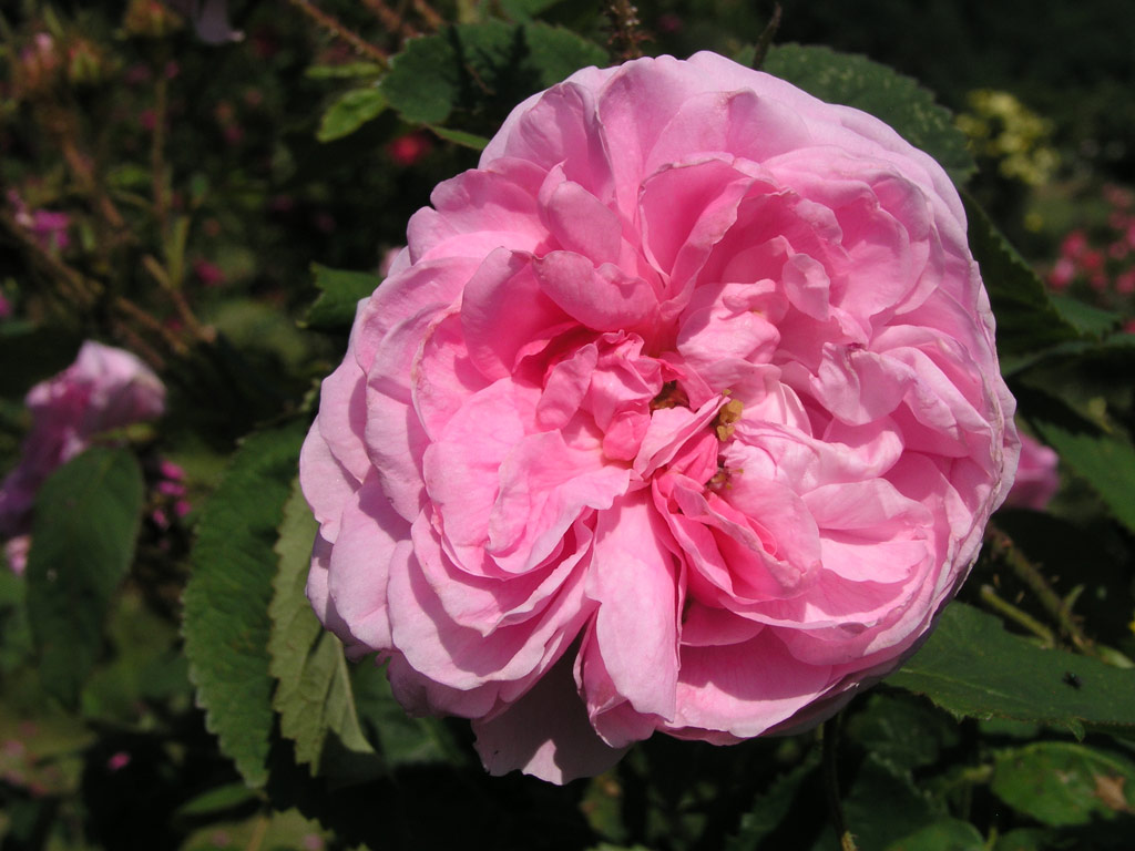 růže Rosa centifolia muscosa