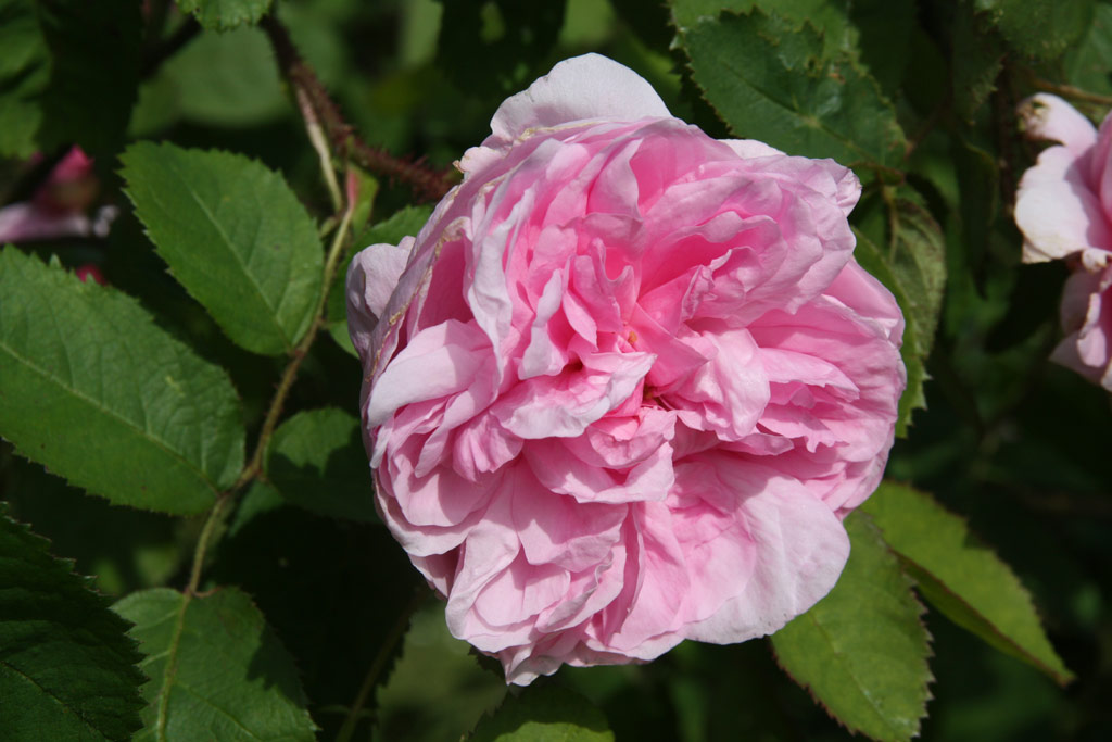 růže Rosa centifolia muscosa