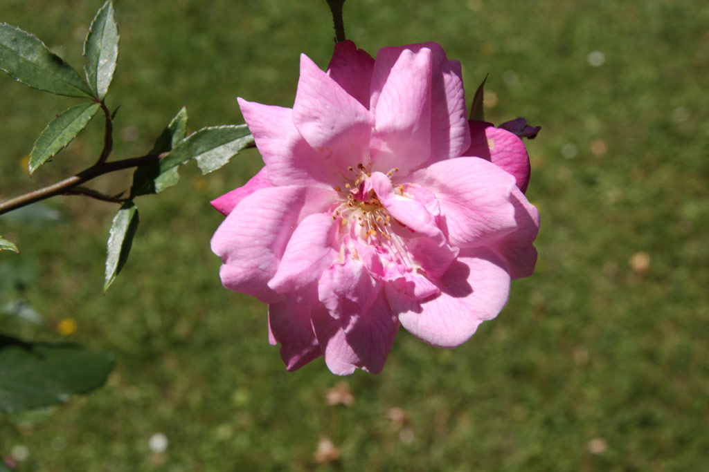 růže Rosa chinensis