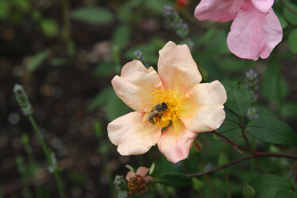 růže Rosa chinensis mutabilis