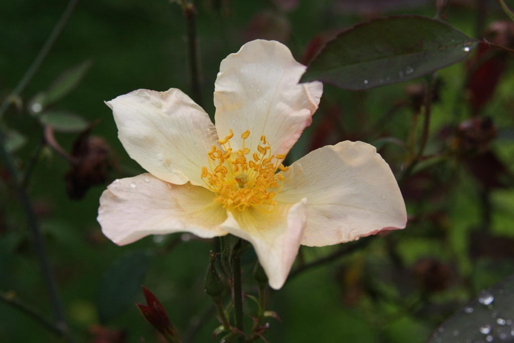 růže Rosa chinensis mutabilis