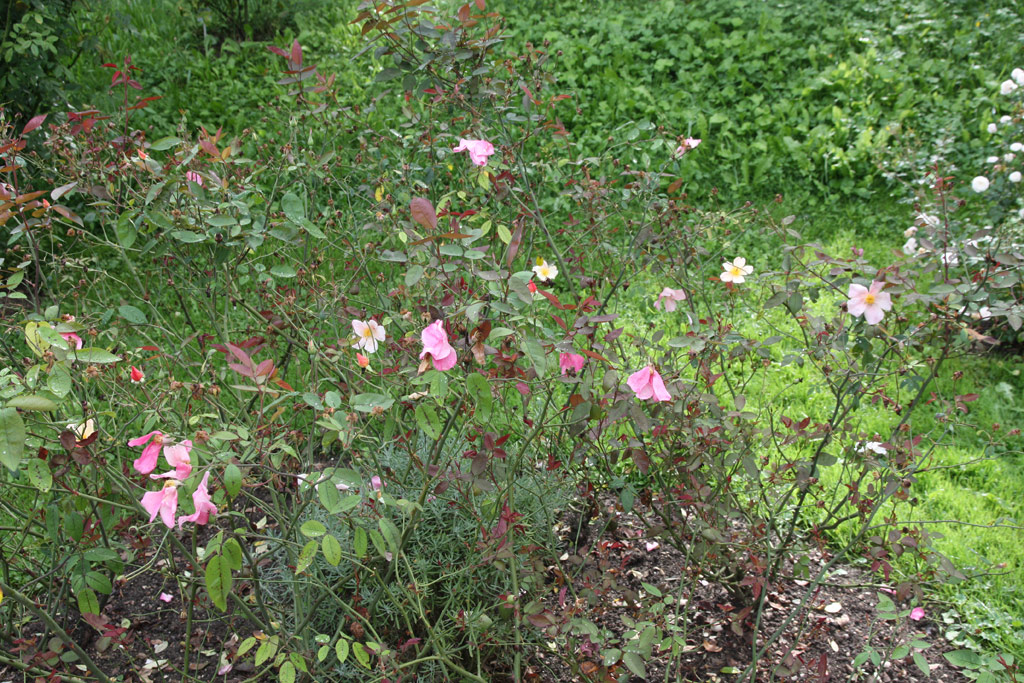 růže Rosa chinensis mutabilis