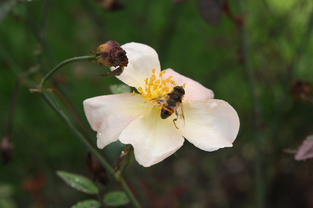 růže Rosa chinensis mutabilis