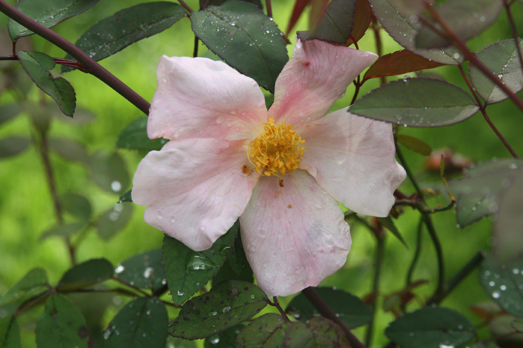 růže Rosa chinensis mutabilis